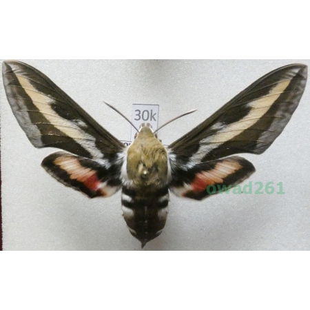 Hyles gallii (Rottemburg, 1775) Czech 67mm30k